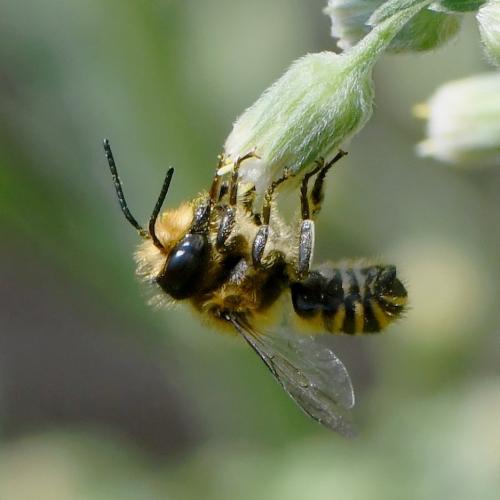 Réf. 242 102 : Megachile sp.